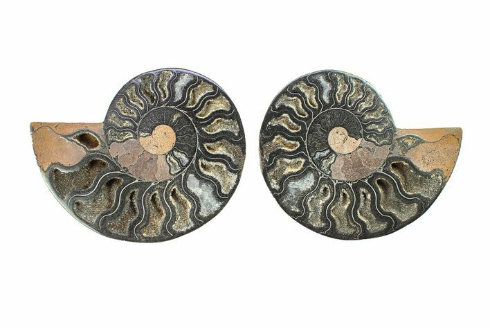 Cut & Polished Ammonite Fossil - Unusual Black Color #281332